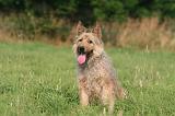BOUVIER DES ARDENNES 394